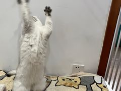 -是阿柴呀！柴犬咖啡·爱喵喵猫咖