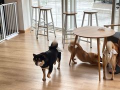-南京Hallo宠物乐园·哈罗犬舍·柴犬繁育基地