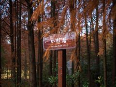 -上海海湾国家森林公园