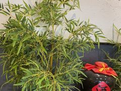 -先启半步颠小酒馆(常熟万达广场店)