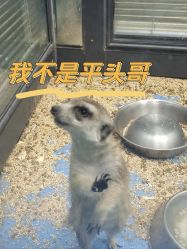 -未来动物城动物主题公园(大悦城店)