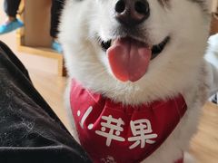 -Husky Go! 哈士奇体验馆·宠物咖啡厅狗咖