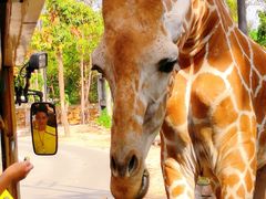 -清迈夜间动物园