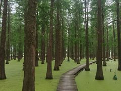 -渌洋湖湿地公园
