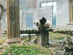 -都江堰中华大熊猫苑