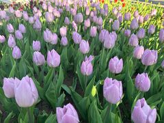 -石家庄市植物园