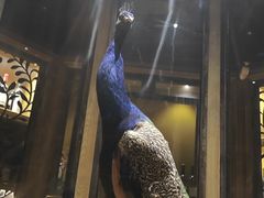 -孔雀裡融合餐厅