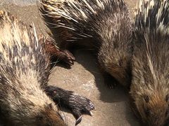 -西霞口神雕山野生动物世界