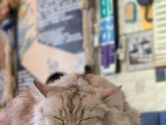 -平行世界·猫咖(首经贸店)