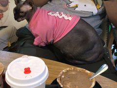 -李小姐の猫咖啡馆(五角场店)