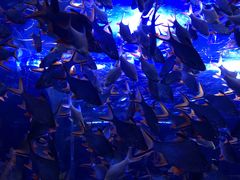 -成都浩海立方海洋公园