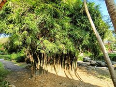 -大屏嶂森林公园