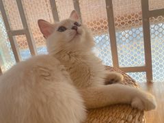 -猫にゃん · 猫的隐藏屋猫咖(麦地旗舰店)