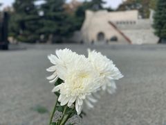 -侵华日军南京大屠杀遇难同胞纪念馆