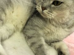 -喵的天空名猫咖啡馆·撸猫·猫舍·用品