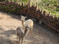 -泉州海丝野生动物世界