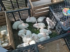 -田园东方蜜桃村的田野营地