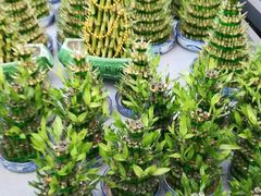 -荷兰花海
