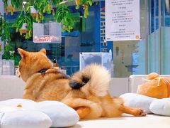 -柴务处·柴犬主题狗咖