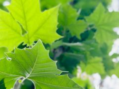 -重庆市江北嘴中央商务区中央公园