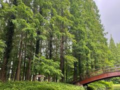 -黄海国家森林公园