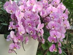 -石家庄市植物园