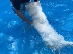 -帕帕拉兹宠物(亚洲旗舰店)