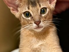 -欣宠猫屋·矮脚拿破仑·蓝金金渐层