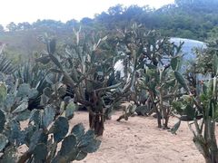 -深圳仙湖植物园