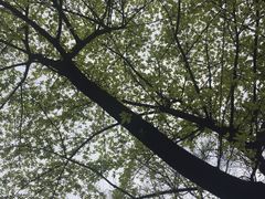 -南山植物园