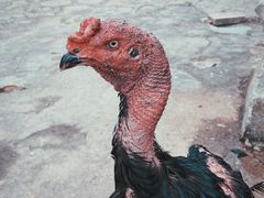 -卡拉农庄 正宗斗鸡肉