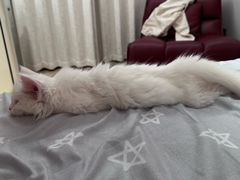 -宠爱国际动物医院· 猫科· 外科·中兽医(长白店)