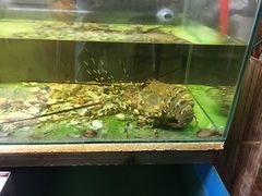 -ZF Seafood Restaurant 卓峰海鲜餐
