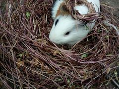 -雨林宠物医院 非犬猫异宠专科