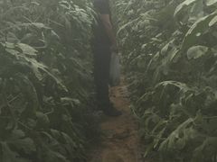 -庞各庄西瓜蔬菜采摘园·锦华瓜园