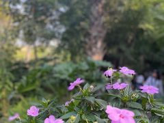 -曼听御花园
