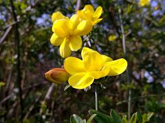 -上海鲜花港