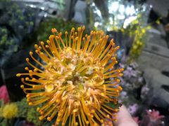 -昆明国际花卉拍卖交易中心