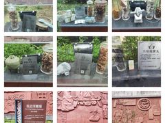 -广州神农草堂中医药博物馆