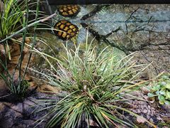 -帕帕拉兹宠物(亚洲旗舰店)