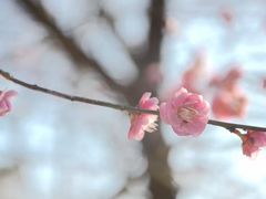 -新建村梅花