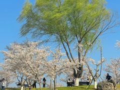 -羊山湖公园