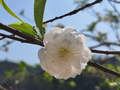 -南国桃园旅游度假区