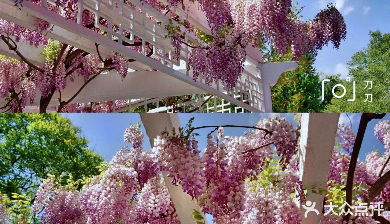 北京紫藤观赏攻略｜8大最佳宝藏地