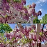 北京紫藤观赏攻略｜8大最佳宝藏地
