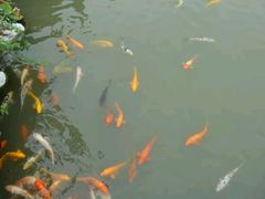 android_upload_pic-檀园