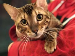-猫大福·Fortune Cat猫舍(百子湾店)