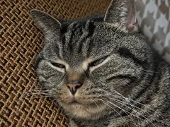 -优衣库(上海金桥国际商业广场店)