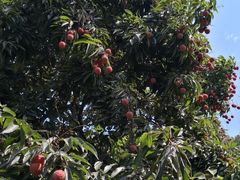 -牙山果园·烧烤野炊·钓鱼团建·烤全羊