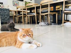 -平行世界·猫咖(首经贸店)